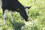 <img150*0:stuff/z/169023/MooCows.3/i1277919964_6.jpg>