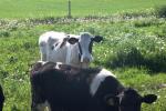 <img150*0:stuff/z/169023/MooCows.3/i1277919964_7.jpg>