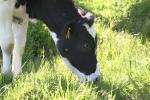 <img150*0:stuff/z/169023/MooCows.3/i1277919964_8.jpg>