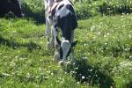 <img150*0:stuff/z/169023/MooCows.3/i1277919964_9.jpg>