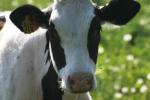 <img150*0:stuff/z/169023/MooCows.3/i1277919965_10.jpg>