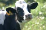 <img150*0:stuff/z/169023/MooCows.3/i1277919965_11.jpg>