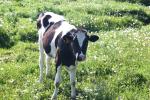 <img150*0:stuff/z/169023/MooCows.3/i1277919965_12.jpg>