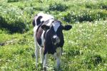 <img150*0:stuff/z/169023/MooCows.3/i1277919965_13.jpg>