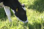 <img150*0:stuff/z/169023/MooCows.3/i1277919965_14.jpg>