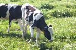 <img150*0:stuff/z/169023/MooCows.3/i1277919965_15.jpg>