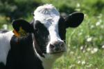 <img150*0:stuff/z/169023/MooCows.3/i1277919965_17.jpg>
