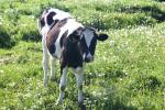 <img150*0:stuff/z/169023/MooCows.3/i1277919965_18.jpg>