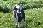 <img150*0:stuff/z/169023/MooCows.3/i1277919965_19.jpg>