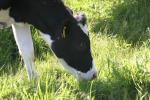 <img150*0:stuff/z/169023/MooCows.3/i1277919965_20.jpg>