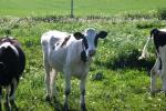<img150*0:stuff/z/169023/MooCows.3/i1277919966_21.jpg>