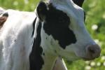 <img150*0:stuff/z/169023/MooCows.3/i1277919966_22.jpg>