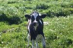 <img150*0:stuff/z/169023/MooCows.3/i1277919966_25.jpg>