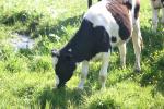 <img150*0:stuff/z/169023/MooCows.3/i1277919966_26.jpg>