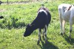 <img150*0:stuff/z/169023/MooCows.3/i1277919966_27.jpg>