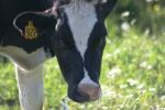 <img150*0:stuff/z/169023/MooCows.3/i1277919966_28.jpg>