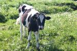 MooCows.3