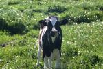 <img150*0:stuff/z/169023/MooCows.3/i1277919966_31.jpg>