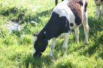 <img150*0:stuff/z/169023/MooCows.3/i1277919967_32.jpg>