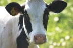 <img150*0:stuff/z/169023/MooCows.3/i1277919967_33.jpg>