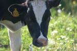 <img150*0:stuff/z/169023/MooCows.3/i1277919967_34.jpg>