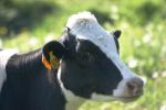 <img150*0:stuff/z/169023/MooCows.3/i1277919967_35.jpg>