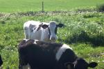 <img150*0:stuff/z/169023/MooCows.3/i1277919967_36.jpg>