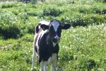 <img150*0:stuff/z/169023/MooCows.3/i1277919967_37.jpg>