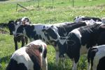 <img150*0:stuff/z/169023/MooCows.3/i1277919967_38.jpg>