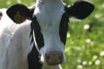 <img150*0:stuff/z/169023/MooCows.3/i1277919967_39.jpg>