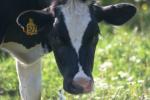 <img150*0:stuff/z/169023/MooCows.3/i1277919967_40.jpg>