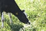 <img150*0:stuff/z/169023/MooCows.3/i1277919967_41.jpg>