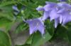 <img100*0:stuff/z/169023/More%2520Blue%2520Flowers/i1278791935_1.jpg>