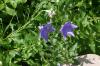<img100*0:stuff/z/169023/More%2520Blue%2520Flowers/i1278791935_10.jpg>