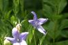 <img100*0:stuff/z/169023/More%2520Blue%2520Flowers/i1278791935_11.jpg>