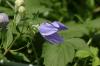 <img100*0:stuff/z/169023/More%2520Blue%2520Flowers/i1278791935_12.jpg>