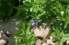 <img100*0:stuff/z/169023/More%2520Blue%2520Flowers/i1278791935_13.jpg>