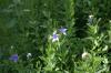 <img100*0:stuff/z/169023/More%2520Blue%2520Flowers/i1278791935_14.jpg>