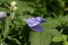 <img100*0:stuff/z/169023/More%2520Blue%2520Flowers/i1278791935_15.jpg>