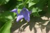 <img100*0:stuff/z/169023/More%2520Blue%2520Flowers/i1278791935_16.jpg>