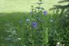 <img100*0:stuff/z/169023/More%2520Blue%2520Flowers/i1278791935_17.jpg>
