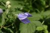 <img100*0:stuff/z/169023/More%2520Blue%2520Flowers/i1278791935_18.jpg>