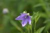 <img100*0:stuff/z/169023/More%2520Blue%2520Flowers/i1278791935_2.jpg>