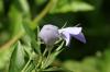 <img100*0:stuff/z/169023/More%2520Blue%2520Flowers/i1278791935_3.jpg>