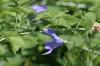 <img100*0:stuff/z/169023/More%2520Blue%2520Flowers/i1278791935_4.jpg>