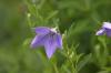 <img100*0:stuff/z/169023/More%2520Blue%2520Flowers/i1278791935_5.jpg>