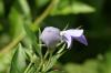 <img100*0:stuff/z/169023/More%2520Blue%2520Flowers/i1278791935_6.jpg>