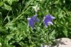 <img100*0:stuff/z/169023/More%2520Blue%2520Flowers/i1278791935_7.jpg>