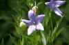 <img100*0:stuff/z/169023/More%2520Blue%2520Flowers/i1278791935_8.jpg>