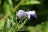 <img100*0:stuff/z/169023/More%2520Blue%2520Flowers/i1278791935_9.jpg>